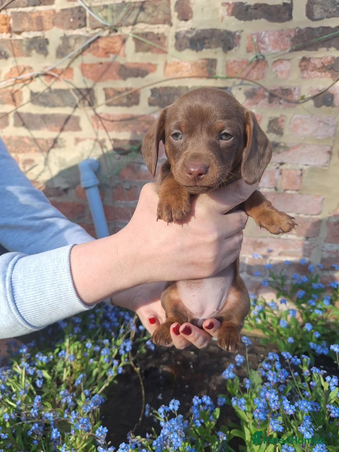 Miniature Dachshund dogs for sale: Rare rainbow litter - Advert 2