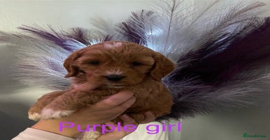 Cavapoo dogs - Advert 6