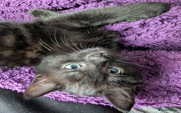 Bombay cats for sale: Black Bombay Male Kitten - Image 5