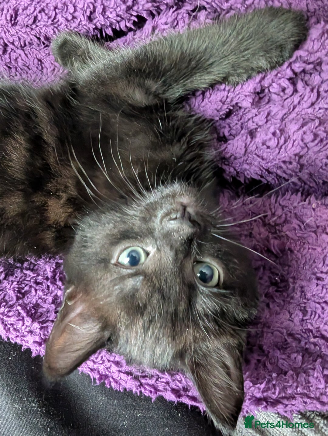 Bombay cats for sale: Black Bombay Male Kitten - Image 5