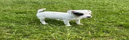 Jack Russell dogs for sale: Jack Russell terriers ready now 🏡 - Advert 17