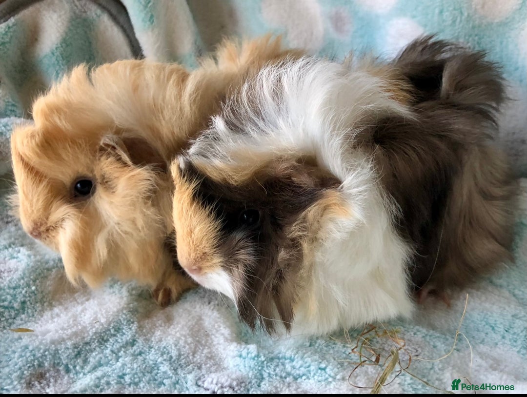 Guinea Pig rodents for sale: Baby Peruvian longhaired brothers  - Advert 7