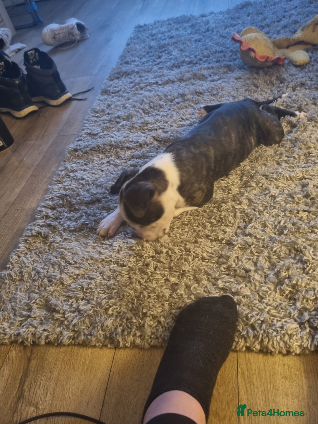 Staffordshire Bull Terrier dogs for sale: Staffy puppy  - Image 6