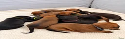 Mixed Breed dogs for sale: Irish setter cross Doberman puppies - Advert 4