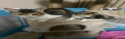 Mixed Breed cats for sale: Male kitten - Advert 3