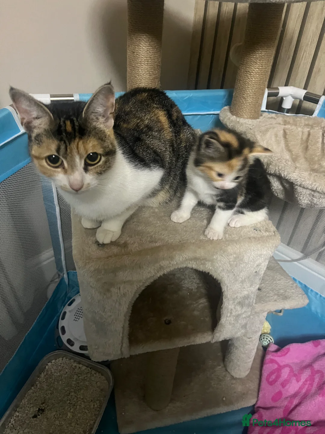 Mixed Breed cats for sale: Male kitten - Advert 3