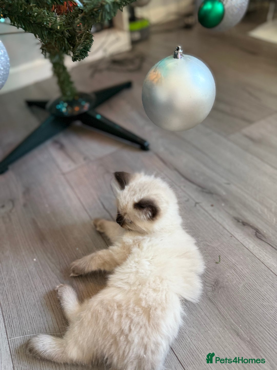 Ragdoll cats for sale: Ragdoll - Advert 6