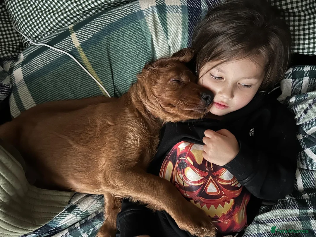 Irish Setter dogs for sale: Irish Setter Puppy - Advert 2