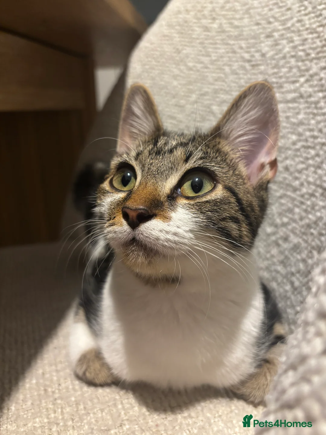 Domestic Shorthair cats for sale: 6 month old kitten looking for her forever home - Advert 2