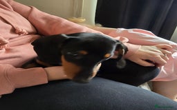 Miniature Dachshund dogs for sale: Miniture dachshund  - Image 3