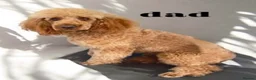 Cockapoo dogs for sale: Extensively health checked cockapoo puppies   - Advert 33