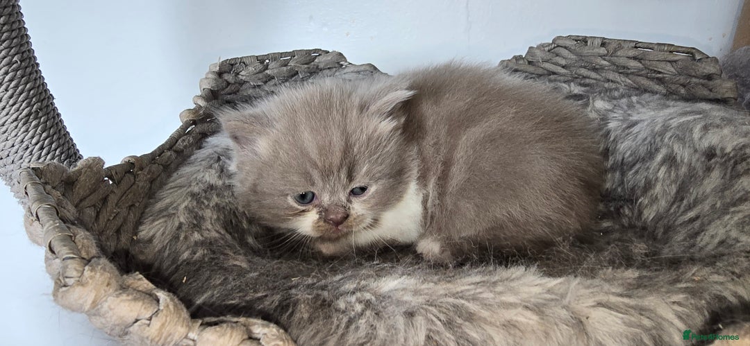 Persian cats for sale: 😻 Stunning persian kittens  - Image 14