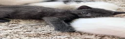 Mixed Breed cats for sale: Pure Grey, Pure white and Mixed Kittens  - Advert 17