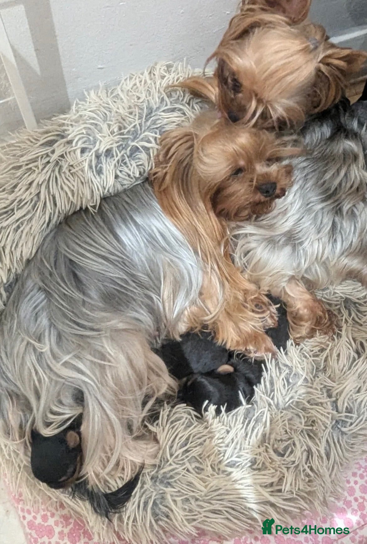 Yorkshire Terrier dogs  PETITE YORKSHIRE TERRIER GIRL – 5 MONTHS OLD  - Advert 1