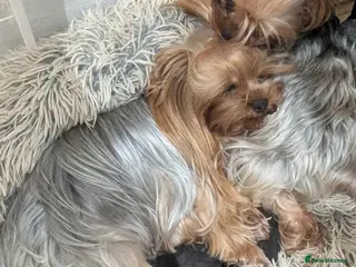 Yorkshire Terrier dogs PETITE YORKSHIRE TERRIER GIRL – 5 MONTHS OLD - Advert 2