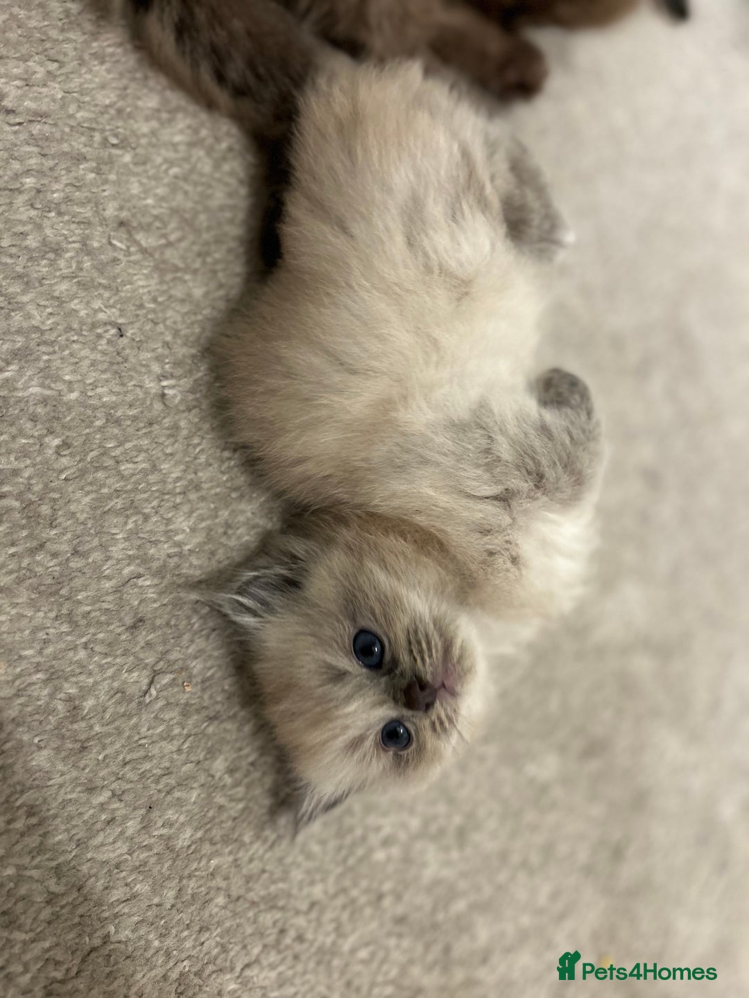 Ragdoll cats for sale: Ragdoll Kittens  - Advert 15