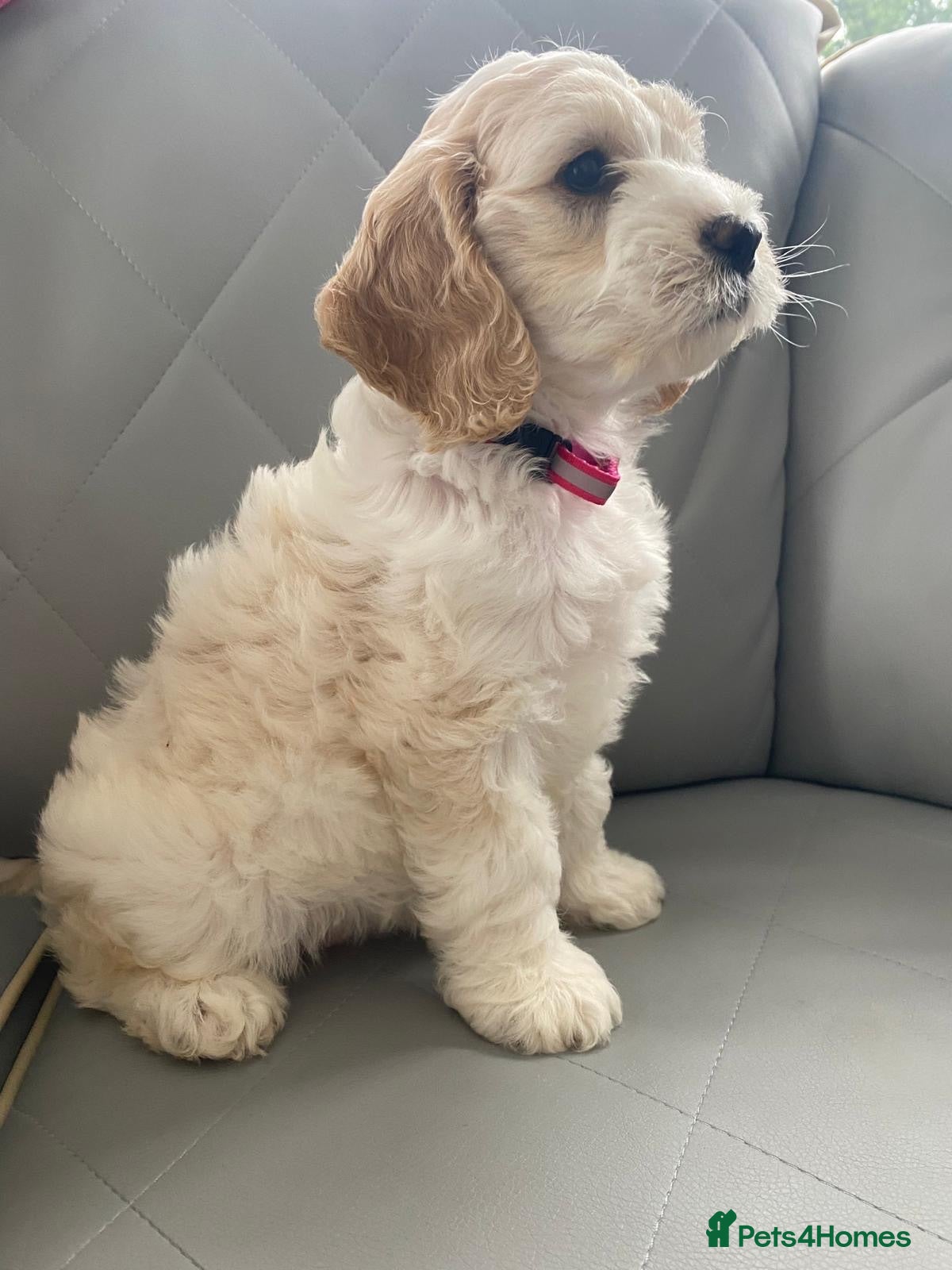 Cockapoo dogs Cockapoo puppies for sale - Advert 2