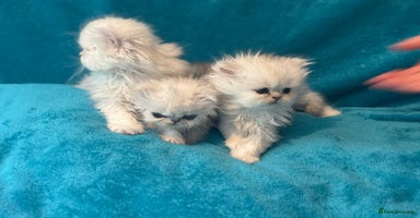 Persian cats - Advert 4