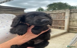 Mixed Breed dogs for sale: Cocker spaniel x lurcher ready to go now !!  - Image 6