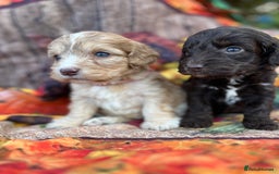 Cockapoo dogs for sale: Cockapoo puppies Rainbow litter  - Advert 10