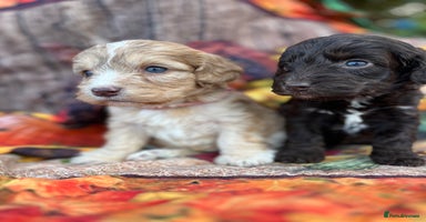 Cockapoo dogs - Advert 14