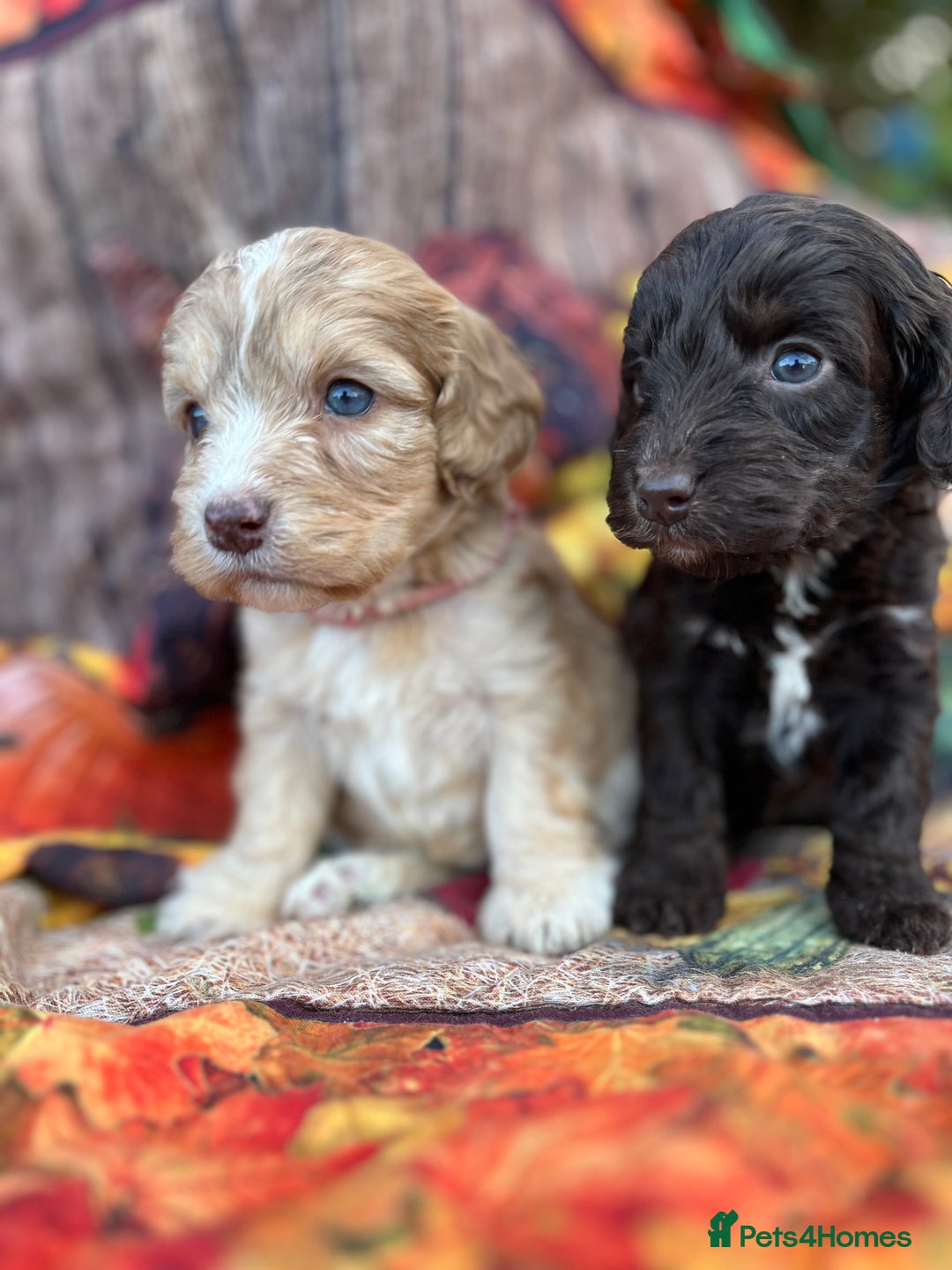 Cockapoo dogs for sale: Cockapoo puppies Rainbow litter  - Advert 10