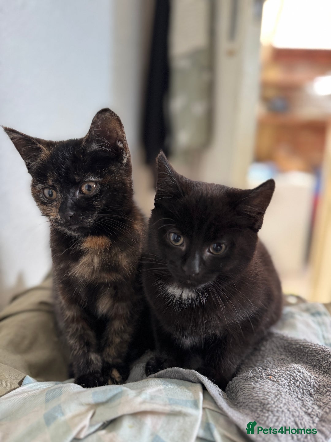 Domestic Shorthair cats for sale: Female tortoise shell and fluffy black  - Advert 10