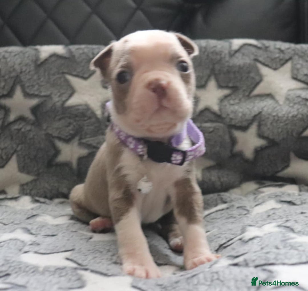 Boston Terrier dogs for sale: Beautiful Boston terrier puppies for sale  - Advert 3