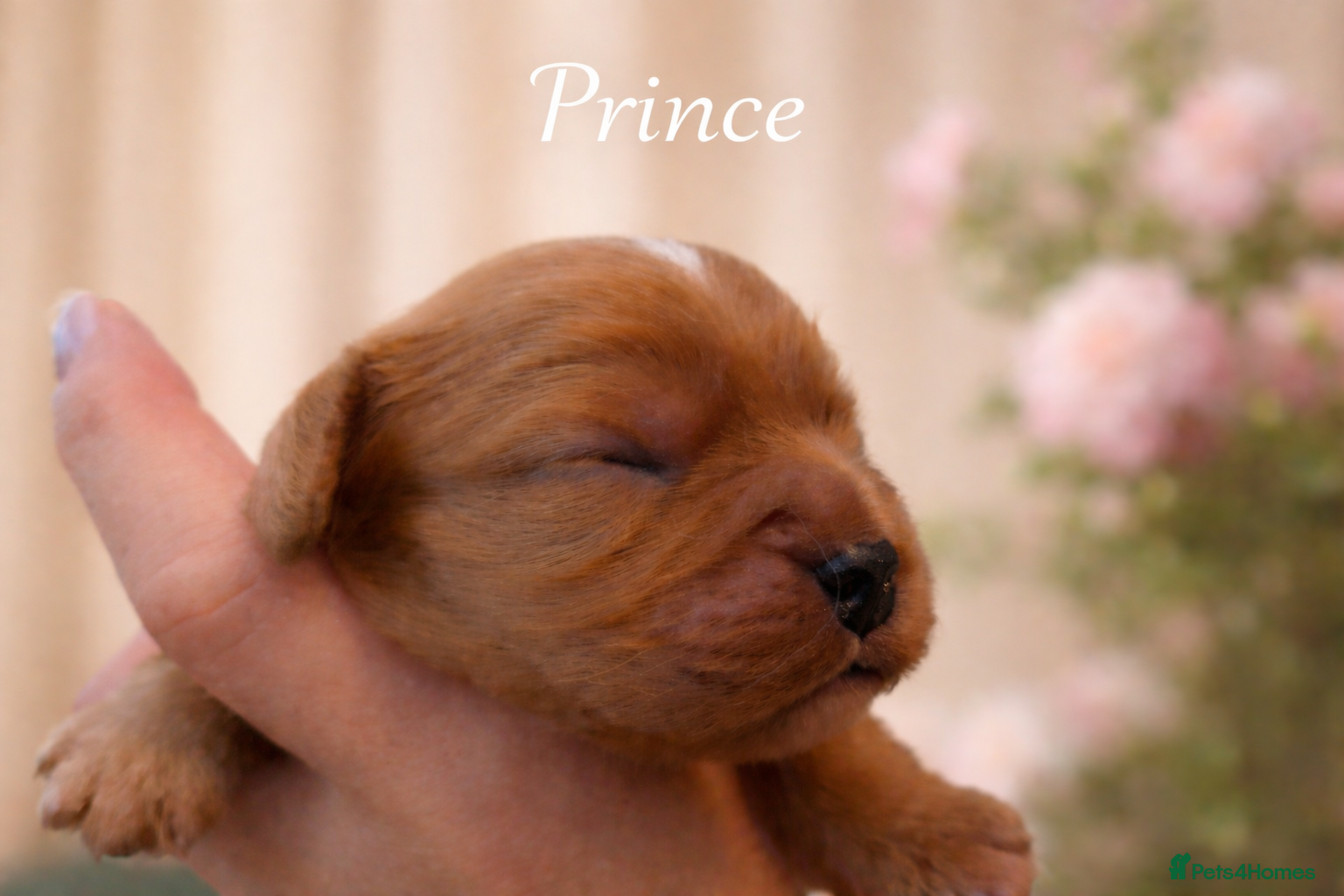 Cavalier King Charles Spaniel dogs KC reg  spaniels health tested parents boys girls - Advert 13