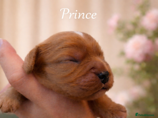 Cavalier King Charles Spaniel dogs KC reg spaniels health tested parents boys girls - Advert 13