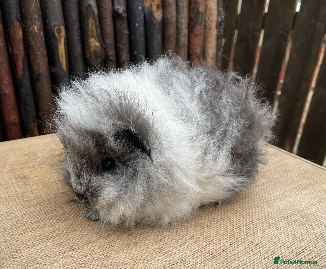 Guinea Pig rodents for sale: Beautiful baby Swiss sow - Advert 5