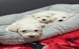 Maltese dogs for sale: Maltese puppy’s  - Image 6