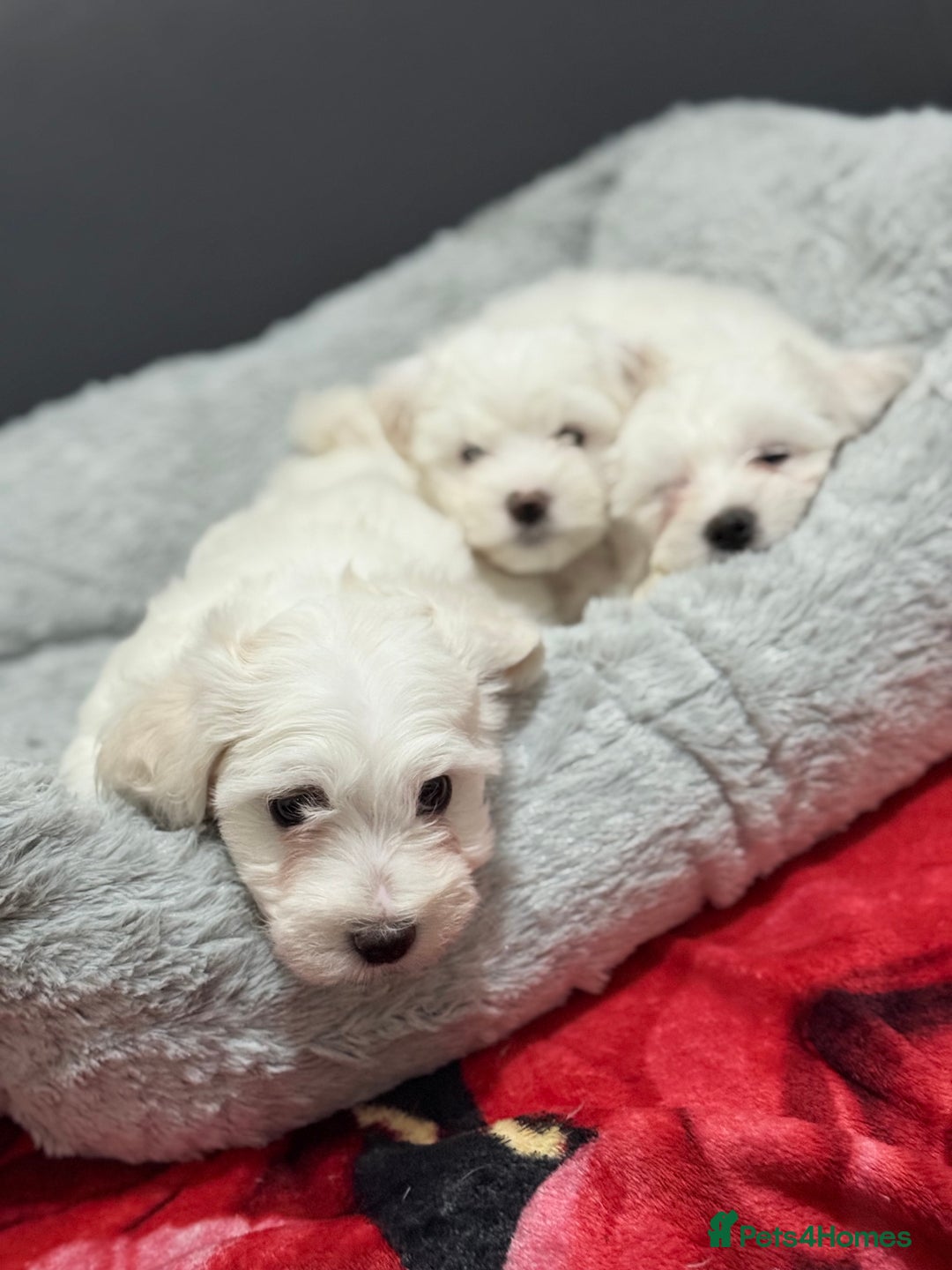Maltese dogs for sale: Maltese puppy’s  - Image 6