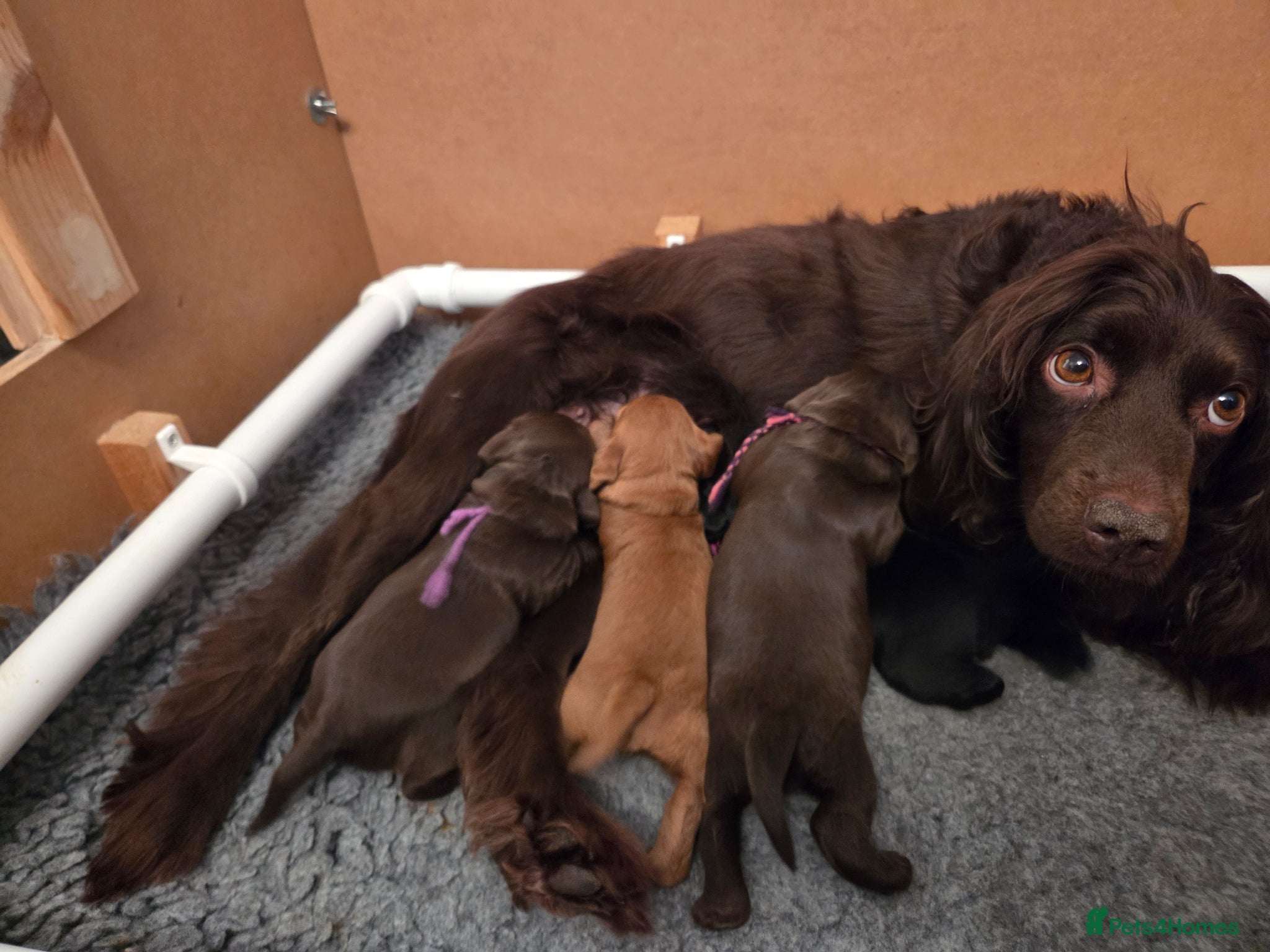 Cocker Spaniel dogs Cocker Spaniel Puppies for sale - Advert 2