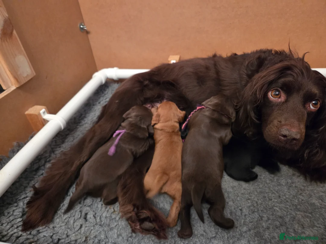 Cocker Spaniel dogs for sale: Cocker Spaniel Puppies for sale - Advert 1