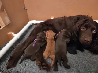 Cocker Spaniel dogs Cocker Spaniel Puppies for sale - Advert 8