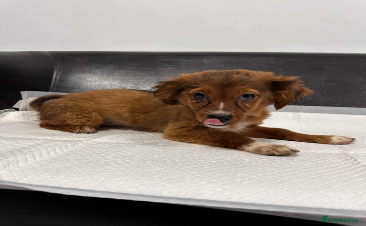 Mixed Breed dogs - Advert 1