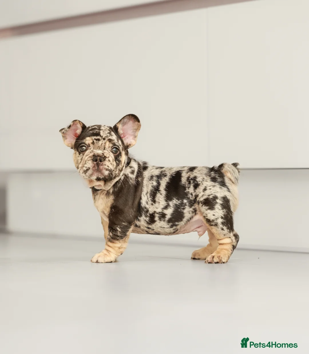 French Bulldog dogs for sale: !! REDUCED !! Beautiful KC Frenchie Puppies  - Advert 1