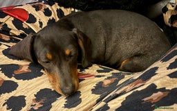 Miniature Dachshund dogs for sale: 🎀chocolate miniature dachshund 🐾🐨😺  🎀 - Image 2