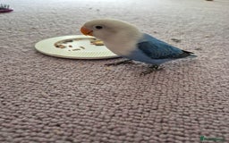 Lovebirds birds for sale: LoveBird - Image 2