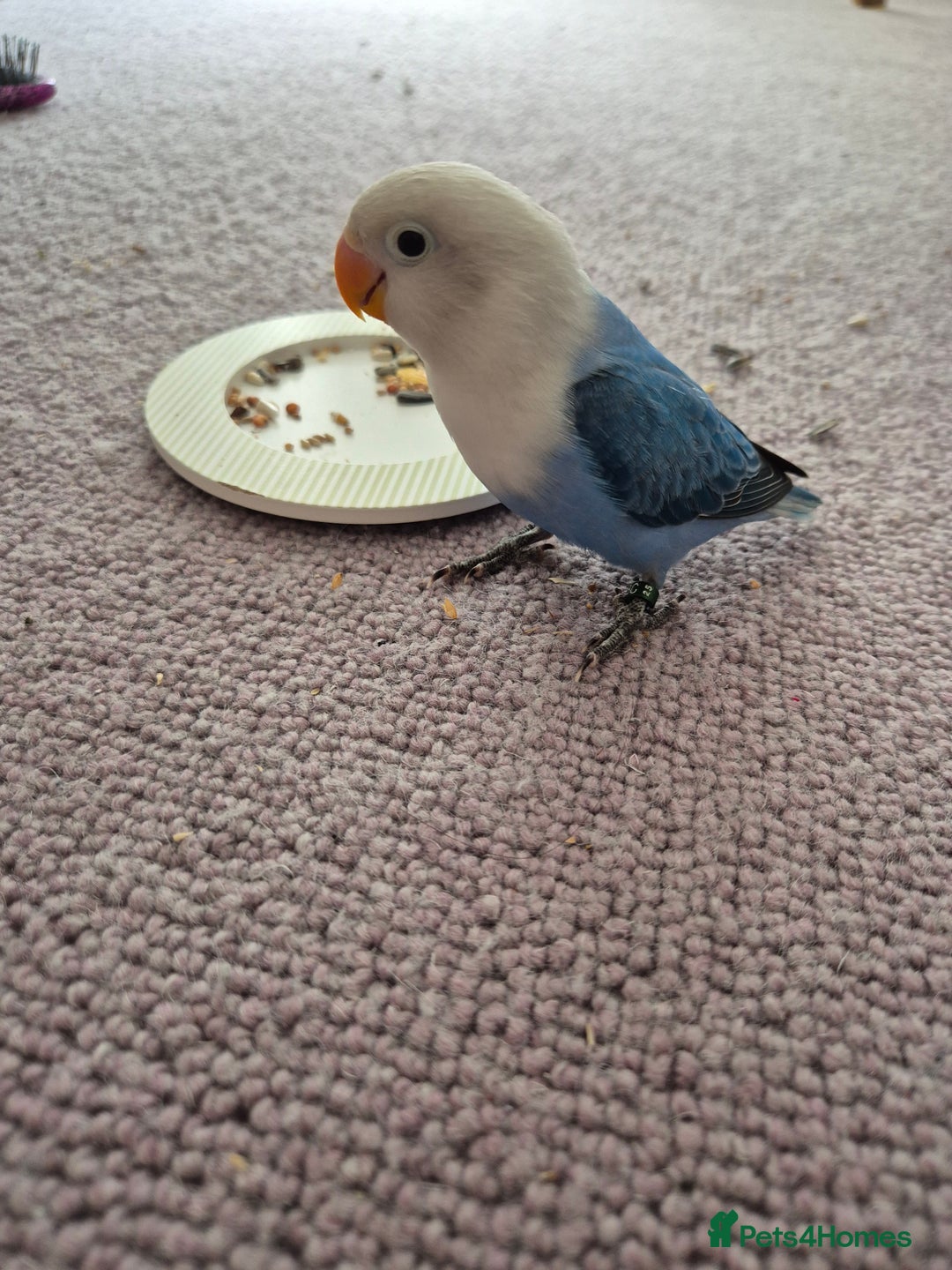 Lovebirds birds for sale: LoveBird - Image 2