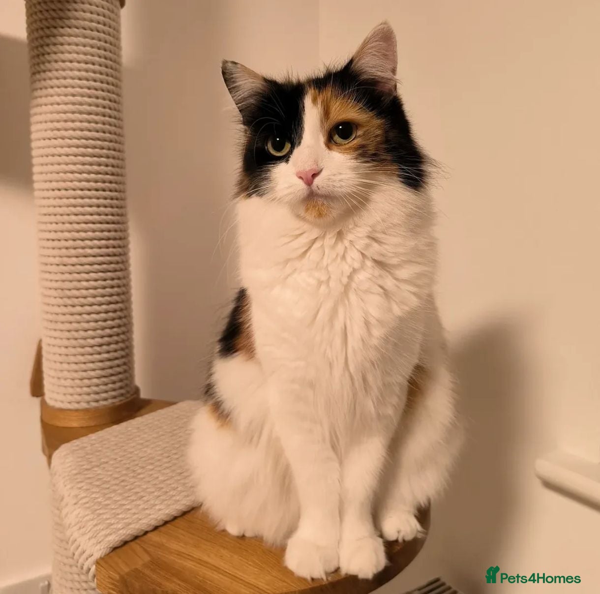 Maine Coon cats Maine coon MIX kittens  - Advert 2