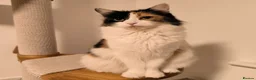 Maine Coon cats for sale: Maine coon MIX kittens  - Advert 2