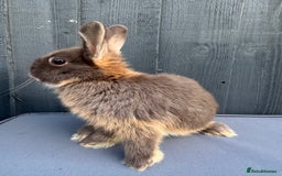 Netherland Dwarf rabbits for sale: Pure bred Netherland Dwarf Bunnies - Image 2