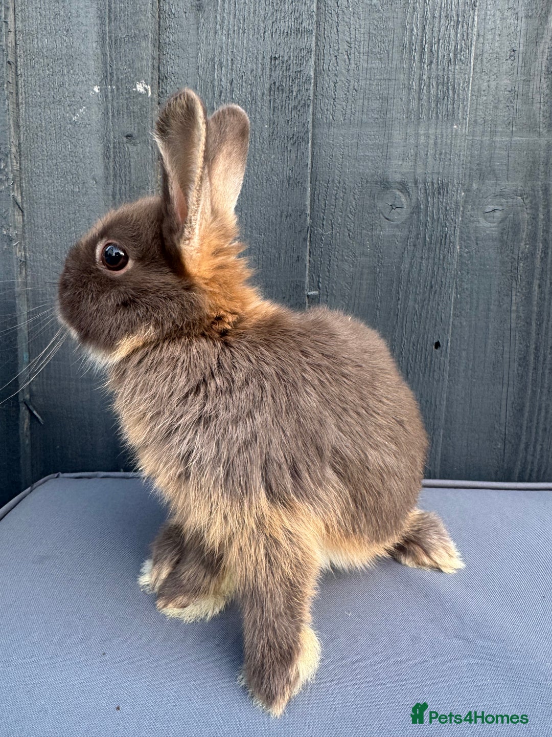Netherland Dwarf rabbits for sale: Pure bred Netherland Dwarf Bunnies - Image 2