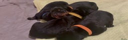 Rottweiler dogs for sale: 4 Gorgeous Rottweiler Puppies - Advert 19