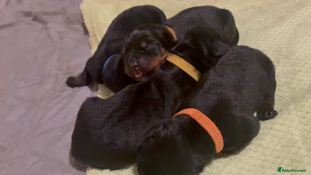 Rottweiler dogs for sale: 4 Gorgeous Rottweiler Puppies - Advert 19