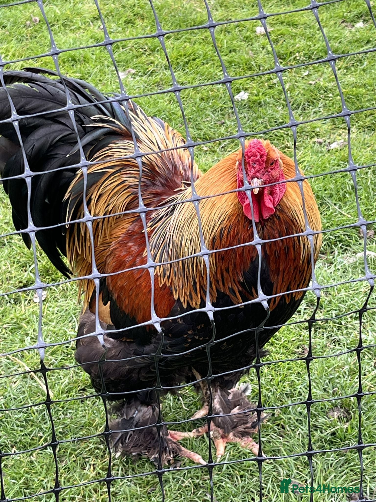 Chickens poultry Golden partridge brahma 6 Hatching Eggs  - Advert 12