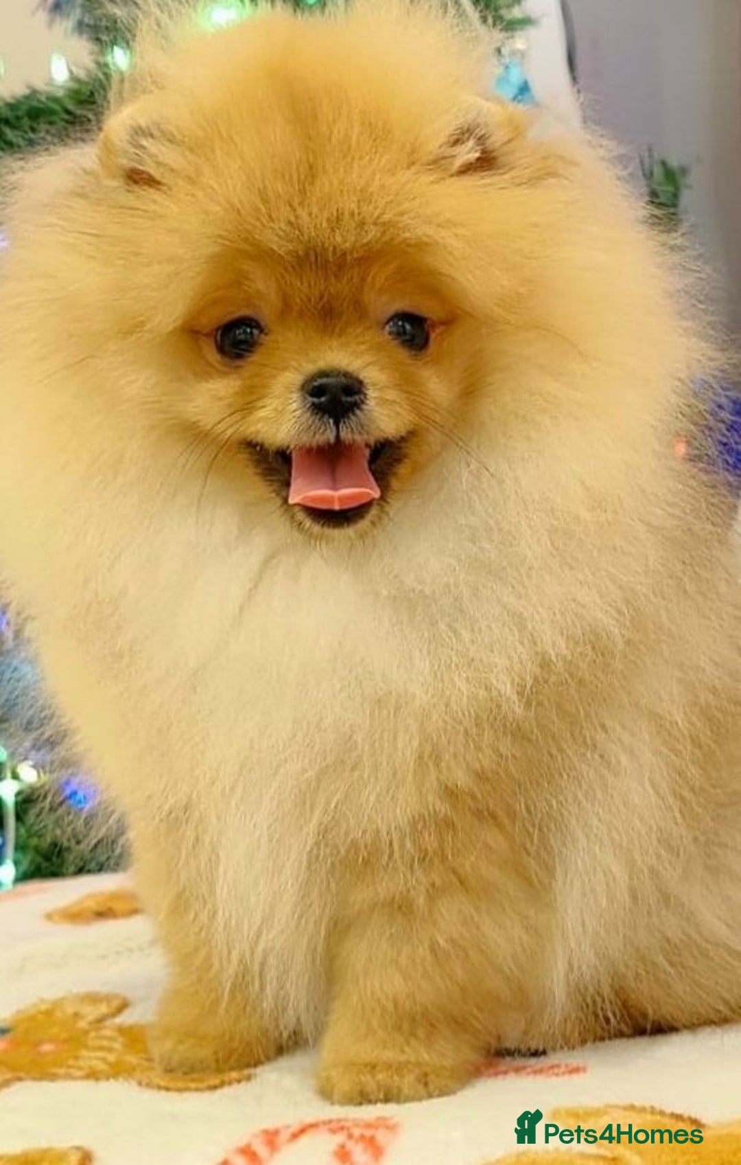 Pomeranian dogs for sale: Beautiful Pomeranian puppies - Advert 9