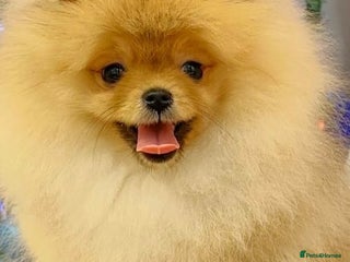 Pomeranian dogs Beautiful Pomeranian puppies - Advert 9